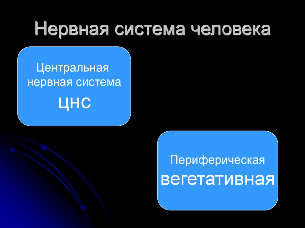 Нервная система человека