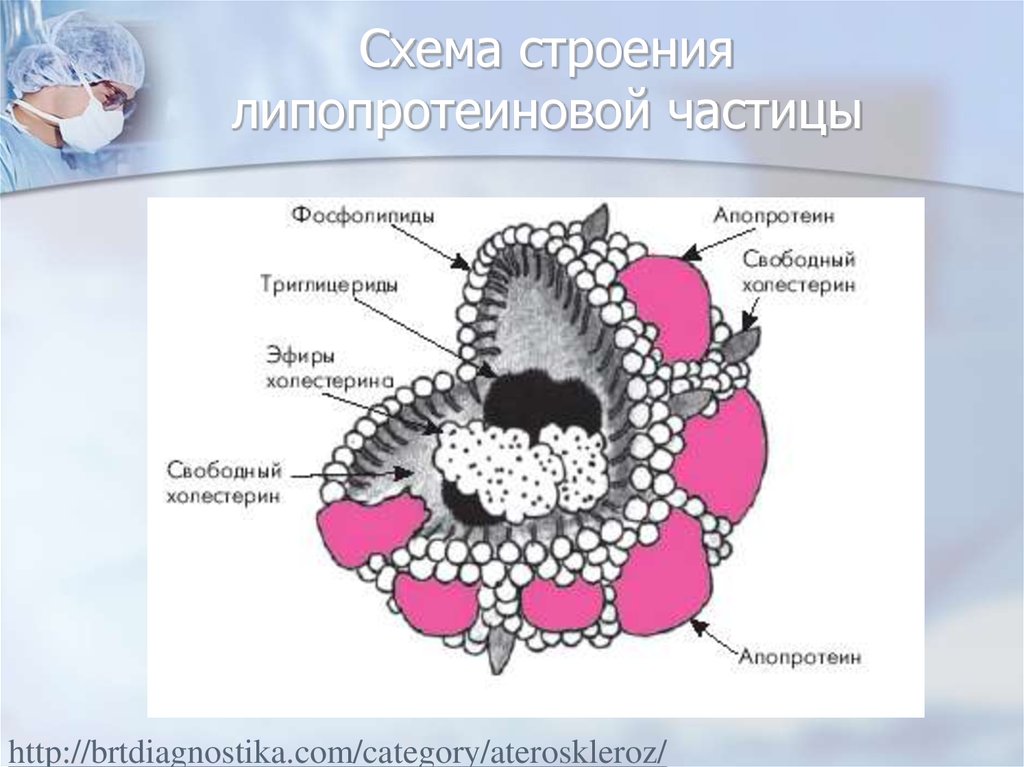 Схема строения липопротеинов