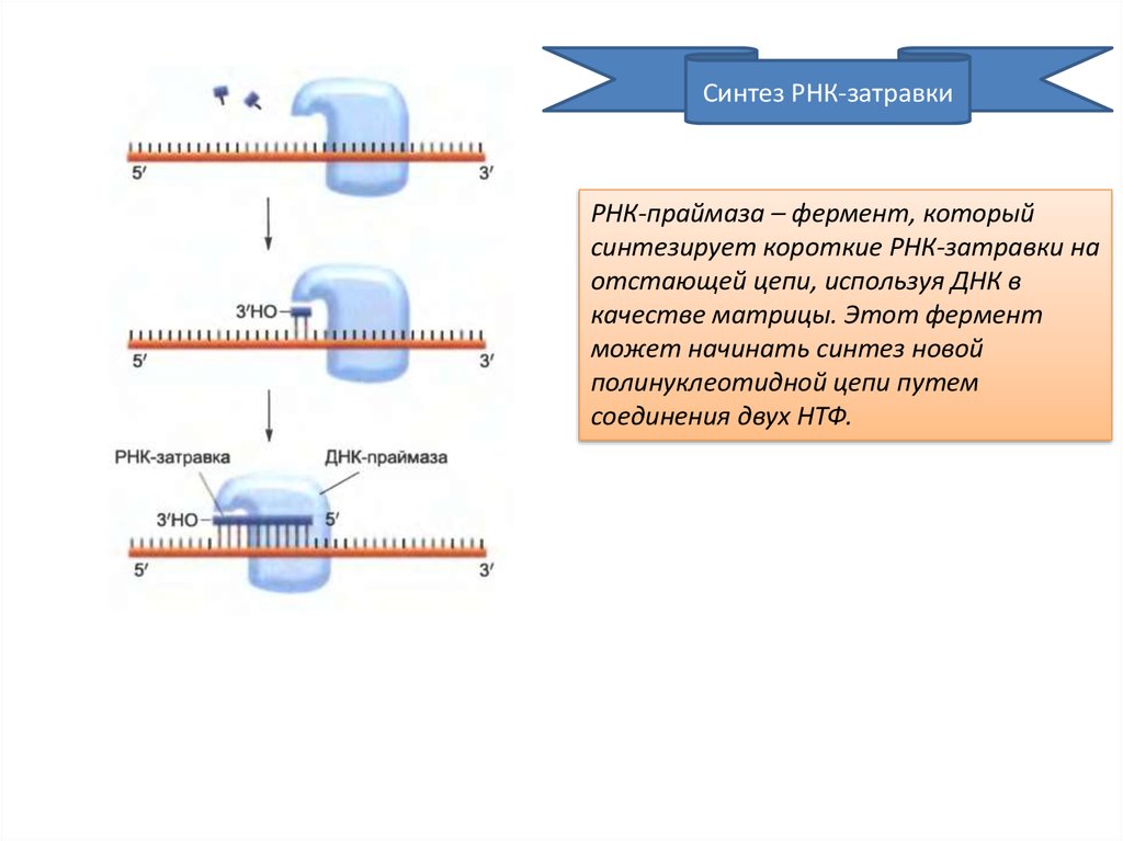13 синтезы. Затравка РНК праймаза. Фермент РНК затравки. Синтез РНК затравки. Фермент синтезирующий РНК затравку.