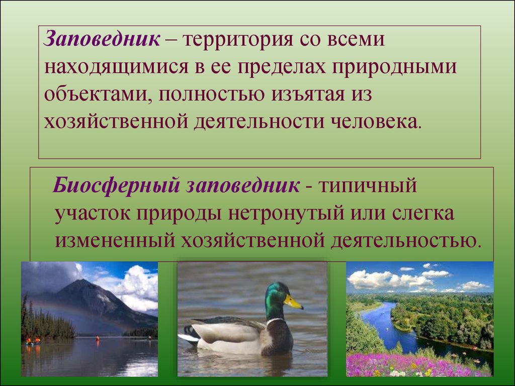 Значение в природе и хозяйственной деятельности человека. Территории заповедников изымаются из хозяйственной деятельности. Дифференцированные природные объекты это. Интегрированные природные объекты. Проект по английскому языку 7 класс заповедник.