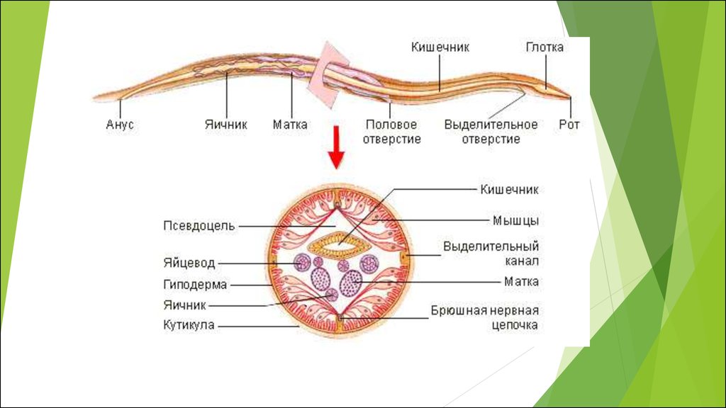 Полость тела не разделена перегородками. Круглые черви поперечный срез. Внутренняя система круглых червей. Круглые черви пищеварительная система аскариды. Пищеварительная система круглого червя.