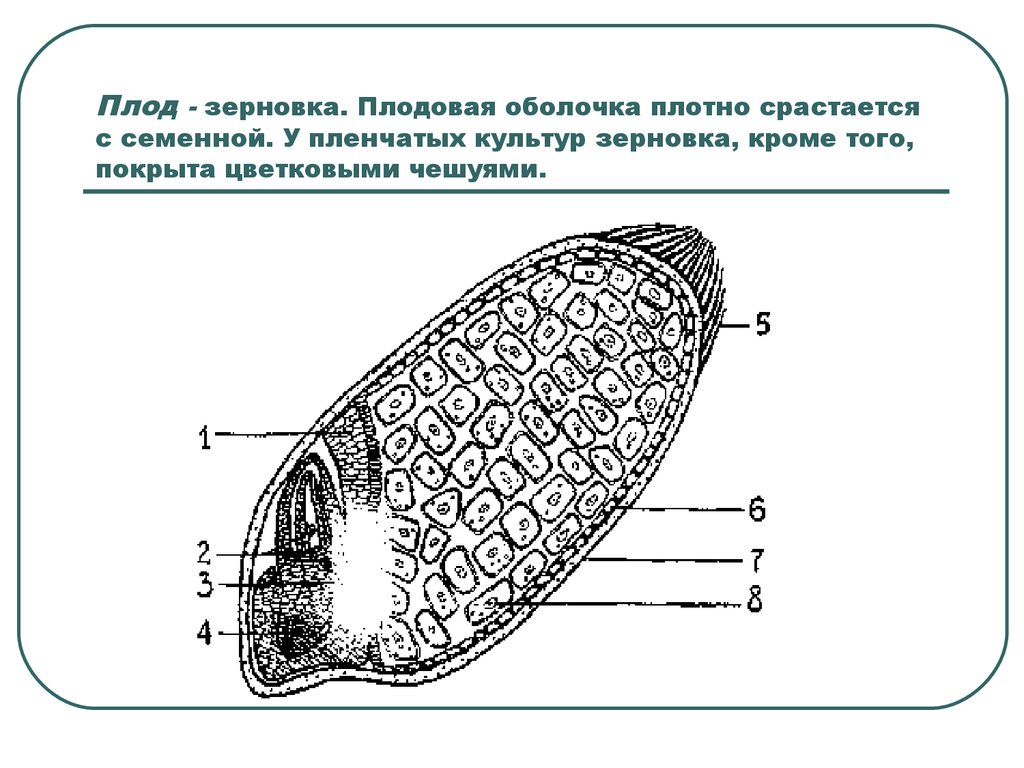 Зерновкой называют. Плод Зерновка строение. Плодовая оболочка зерновки. Плодовая оболочка зерновки пшеницы. Пленчатая Зерновка.