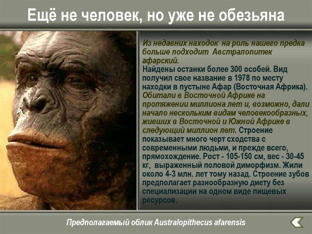 Прямой предок человека. Общий предок человека и обезьяны. Человек не обезьяна. Обезьяние предки людей. Предки обезьяны названия.