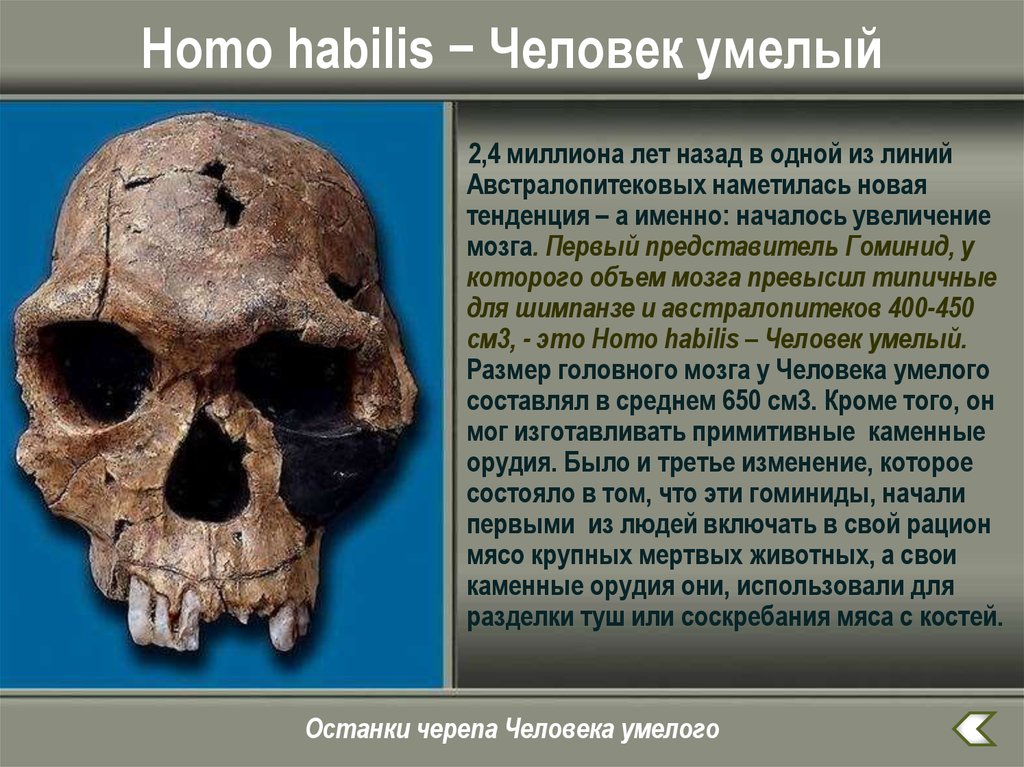 Объем мозга человека умелого. Homo habilis объем мозга. Homo habilis homo ergaster homo Erectus. Человек умелый хомо хабилис. Человек умелый homo habilis череп.