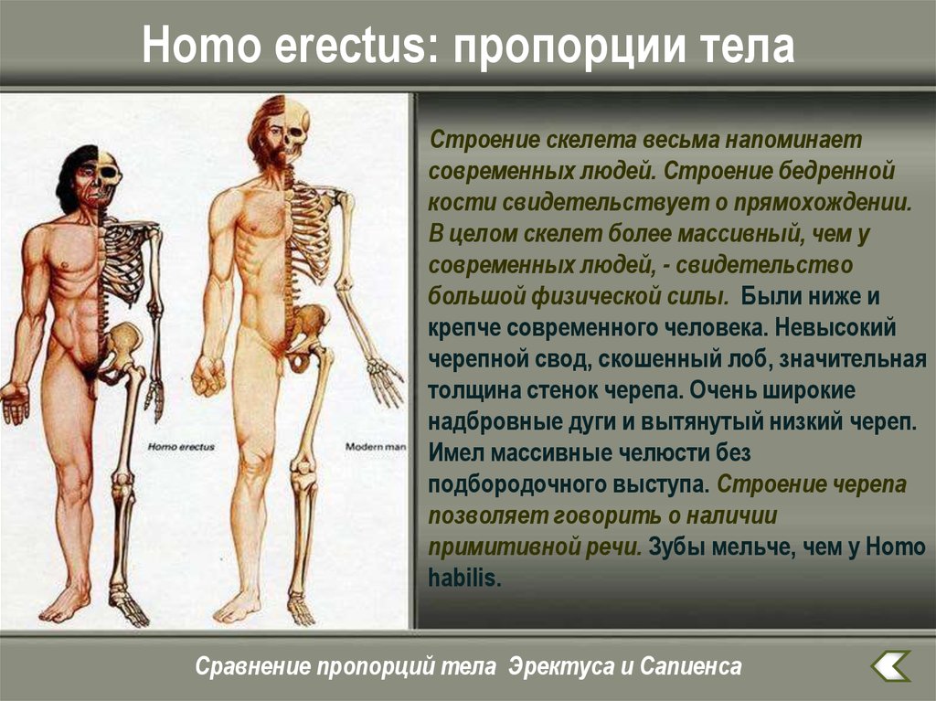 Особенности прямоходящих. Современный человек строение. Строение тела современного человека. Древняя анатомия человека. Человек умелый особенности строения.