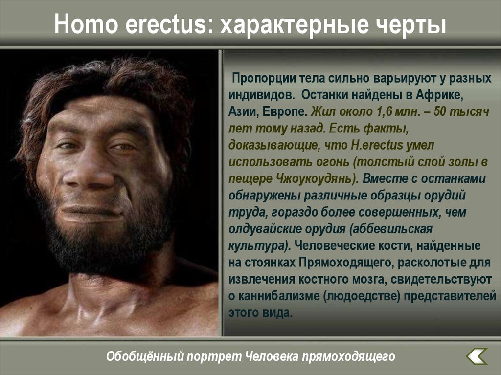 Homo перевод. Человек прямоходящий. Человек прямоходящий homo Erectus. Человек прямоходящий описание.