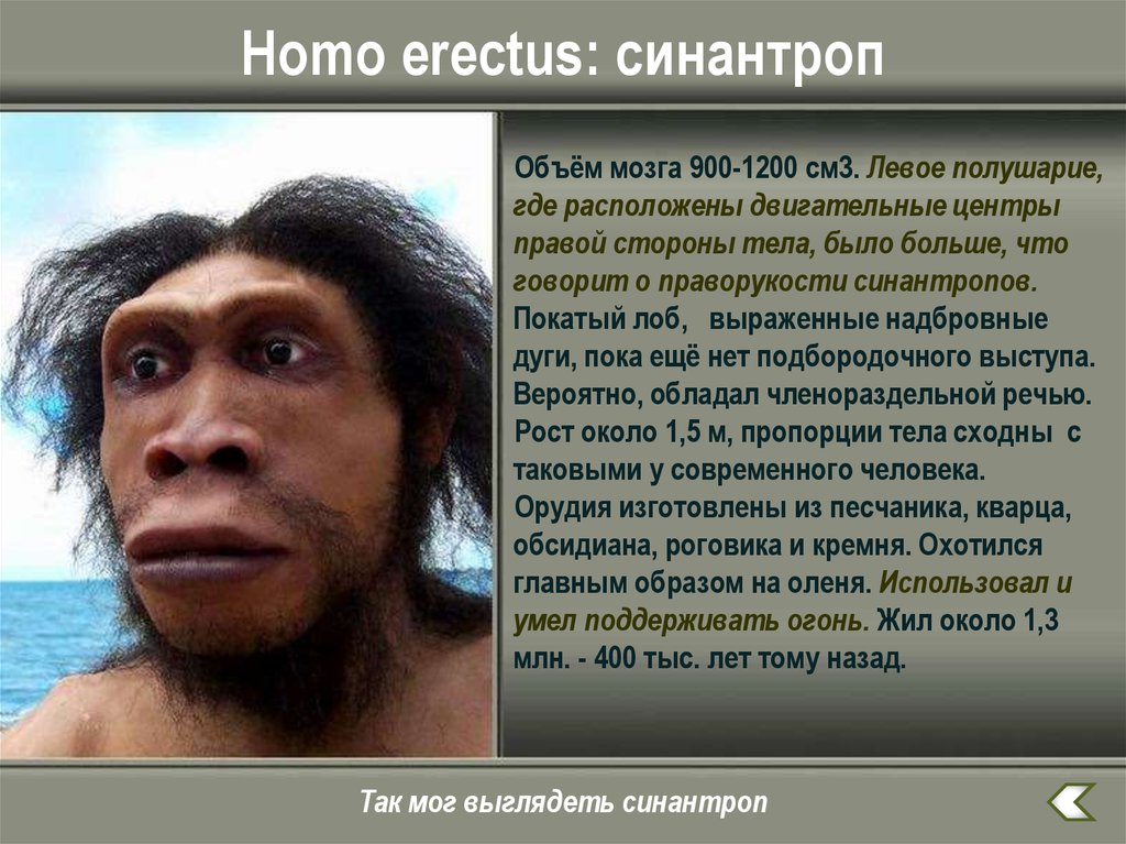 Homo объем мозга. Homo Erectus =синантроп=питекантроп. Синантроп надбровные дуги. Хомо Эректус объем мозга. Синантроп объем мозга.