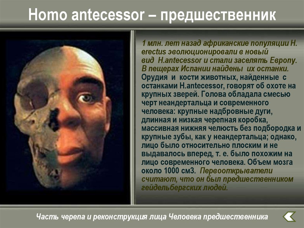 Homo объем мозга. Человек-предшественник. Человек-предшественник homo antecessor. Гейдельбергский человек объем мозга.