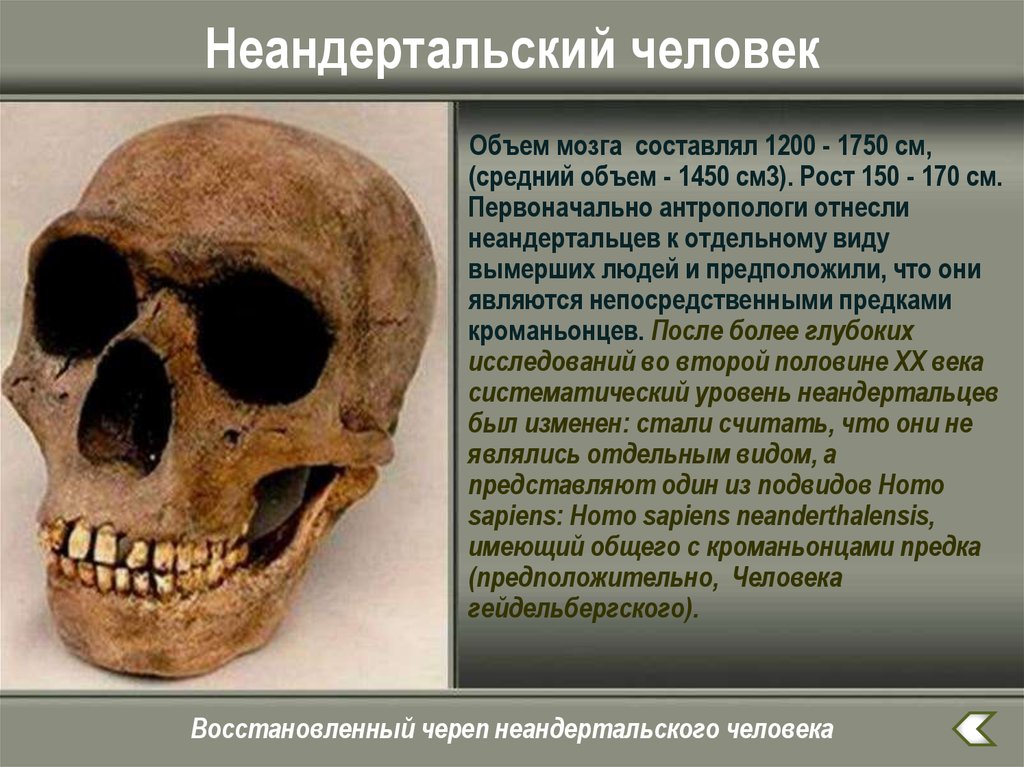 Особенности строения неандертальца. Череп неандертальца объем. Объём мозга неандертальца. Череп неандертальца и кроманьонца. Неандертальский человек череп.