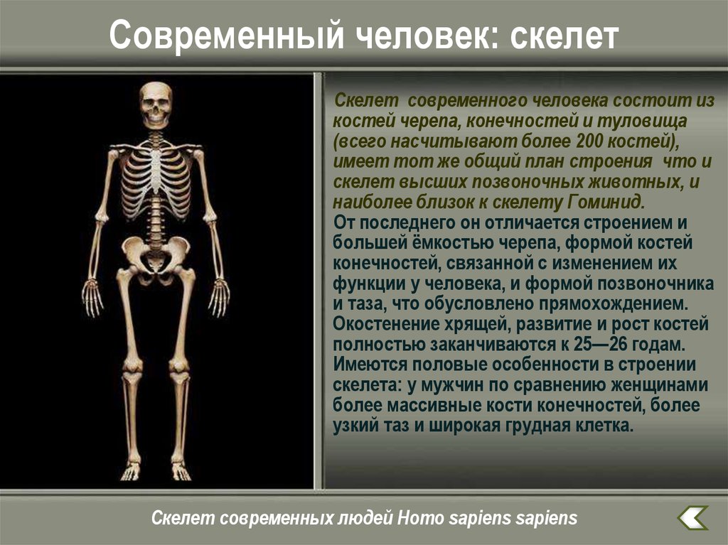 Особенности формы скелета. Скелет человека. Скелет современного человека. Кости скелета. Скелет человека анатомия кратко.