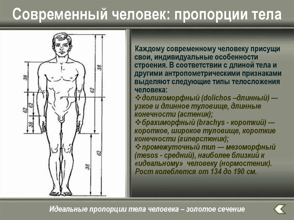 Длина туловища. Пропорции тела человека. Соотношение пропорций человека. Идеальные пропорции человеческого тела. Измерений пропорций человека.