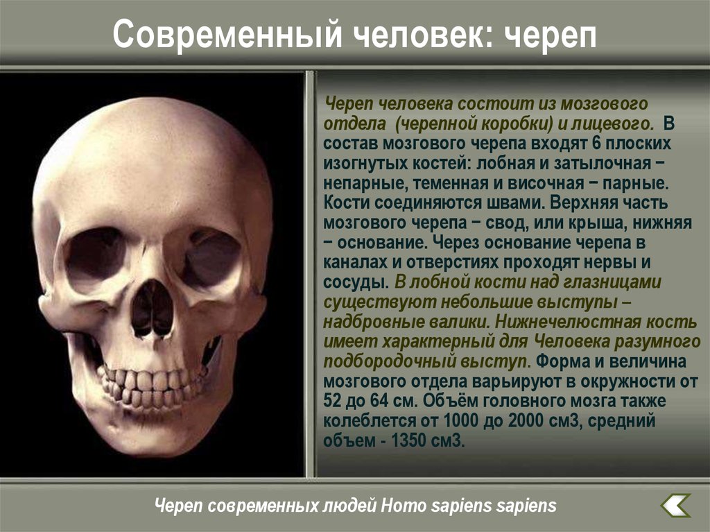 Череп состоит из. Череп современного человека. Строение черепа современного человека. Описание черепа человека. Признаки черепа современного человека.