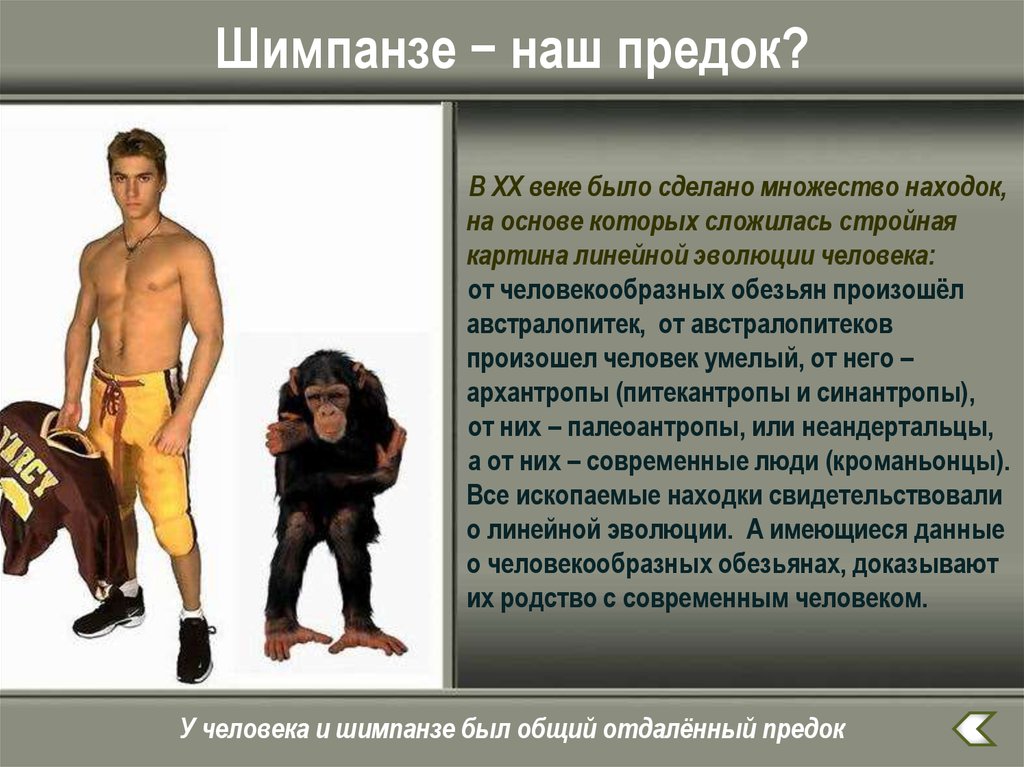 Предком современного человека является. Предок человека и обезьяны. Общий предок человека и обезьяны. Человек произошел от обезьяны доказательства.