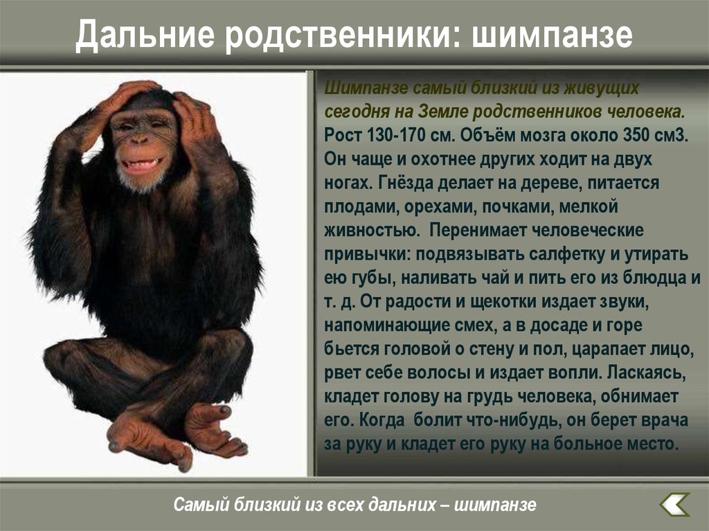 Дальней родственник человека. Информация про обезьян. Приматы родственники человека. Информация о шимпанзе. Самый близкий родственник человека.