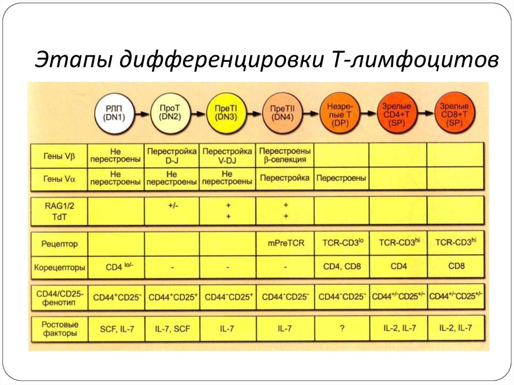 Онтогенез лимфоцитов схема