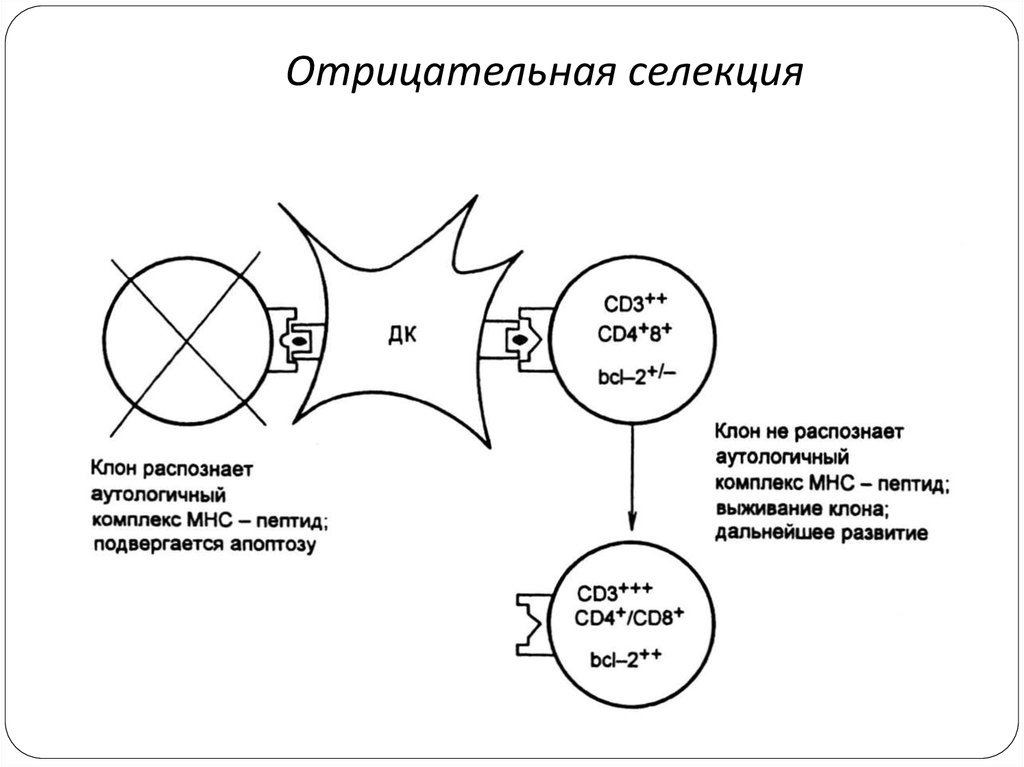 Процесс отрицательного. Отрицательная селекция т лимфоцитов. Положительная селекция т-лимфоцитов. Положительная и отрицательная селекция т-лимфоцитов. Негативная селекция т-лимфоцитов.