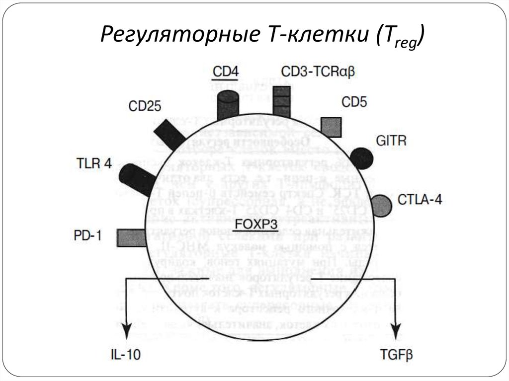 Регуляторные лимфоциты. Т регуляторные клетки маркеры. Регуляторная функция т-лимфоцитов. Маркер регуляторных cd4 т клеток. Регуляторные функции т лимфоцитов иммунология.