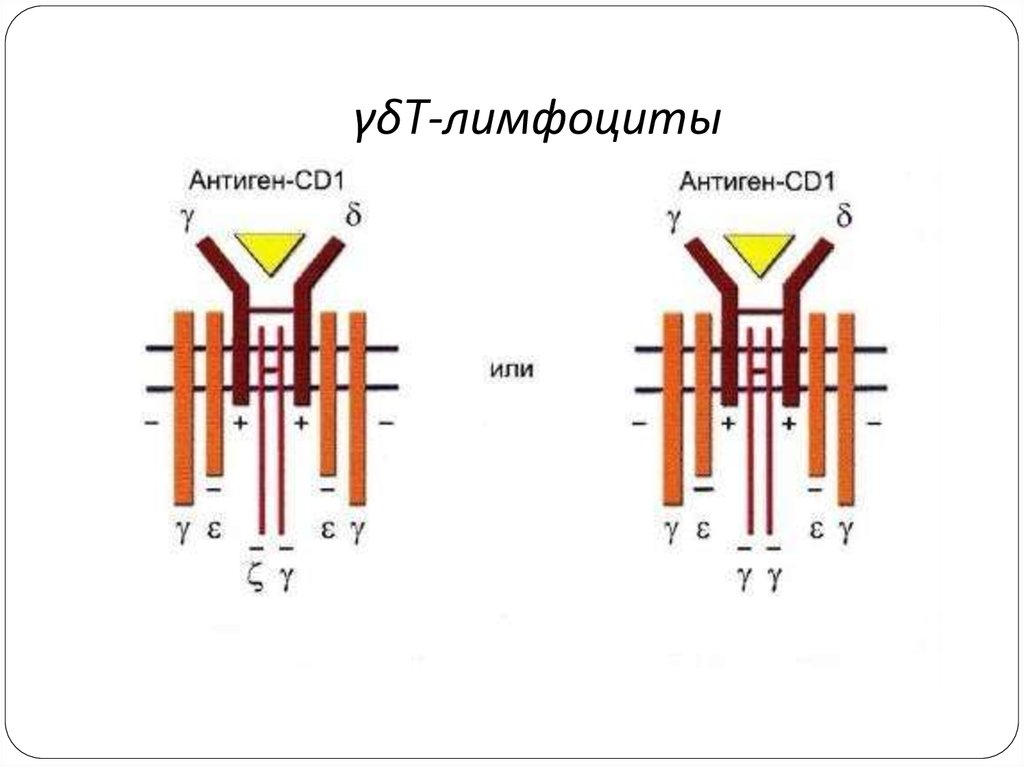 Распознавание антигена. Строение антигенраспознающего рецептора т-лимфоцитов (TCR).. Антигенраспознающий Рецептор т-лимфоцитов и в-лимфоцитов. Структура.. Строение антигенраспознающего комплекса т-лимфоцита. 8. Структура антигенраспознающего рецептора т-лимфоцита.