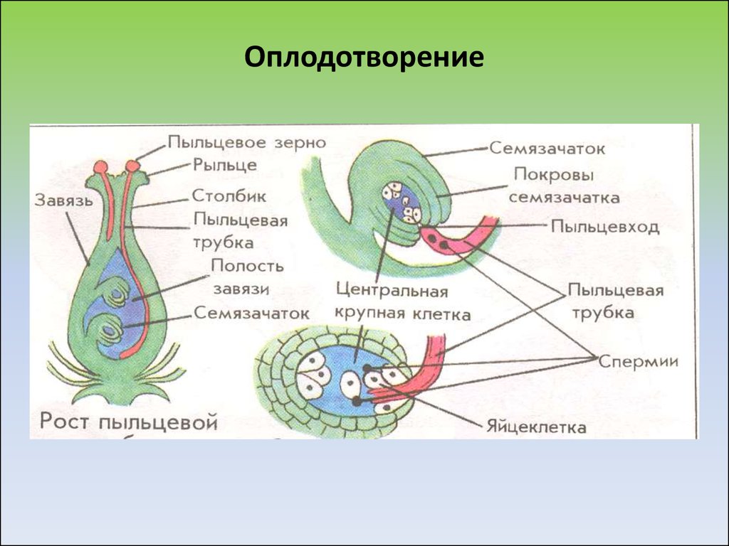 У покрытосеменных происходит двойное оплодотворение. Схема двойного оплодотворения у покрытосеменных растений. Двойное оплодотворение у покрытосеменных без подписей. Схема оплодотворения у цветковых растений 6 класс. Схема двойного оплодотворения у цветковых растений 6 класс.