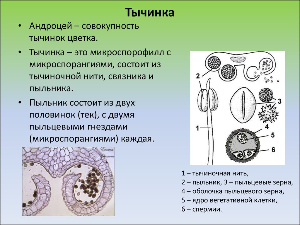 Тычинка особенности строения. Андроцей. Строение тычинки, микроспорогенез .. Андроцей строение пыльника. Тычинка строение и функции. Андроцей строение тычинки.