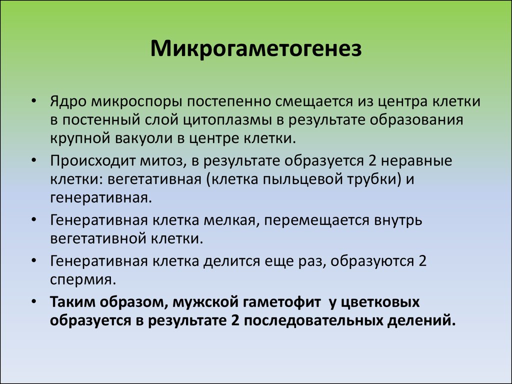 Процесс образования микроспор. Микрогаметогенез. Микрогаметогенез покрытосеменных. Микрогаметогенез у растений. Микроспорогенез и микрогаметогенез у голосеменных.