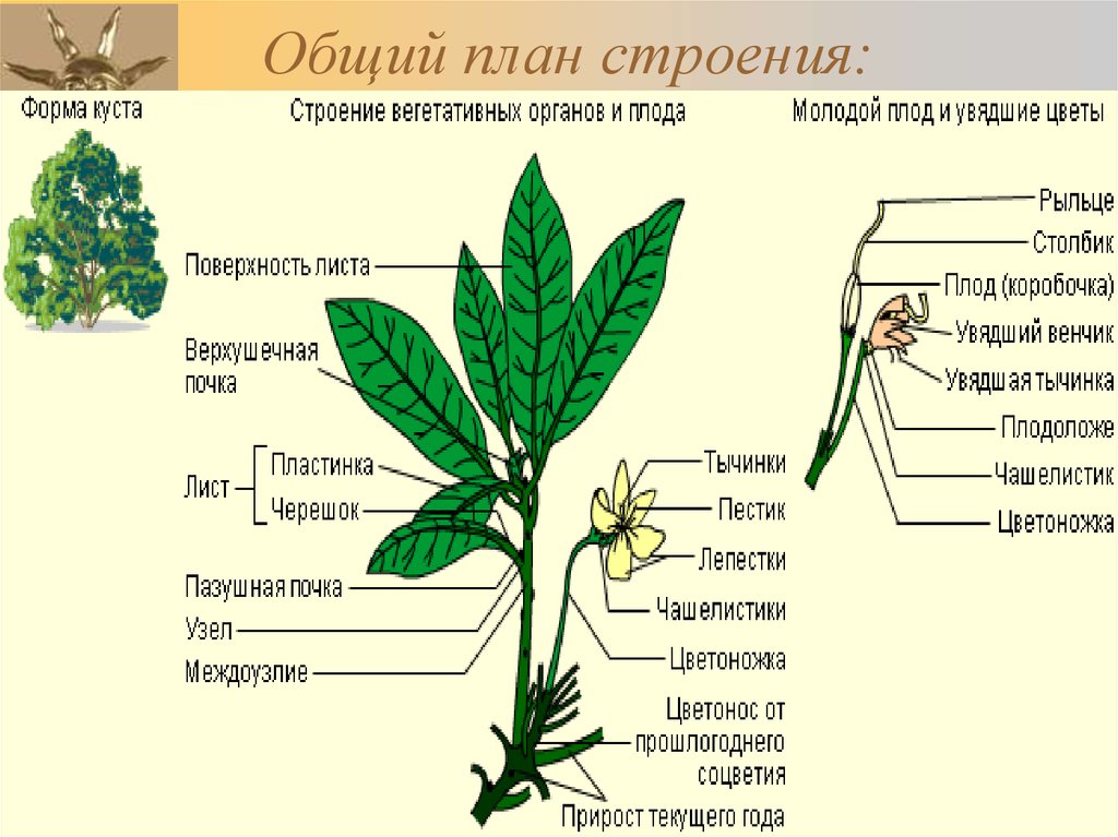 Общий план строения органа