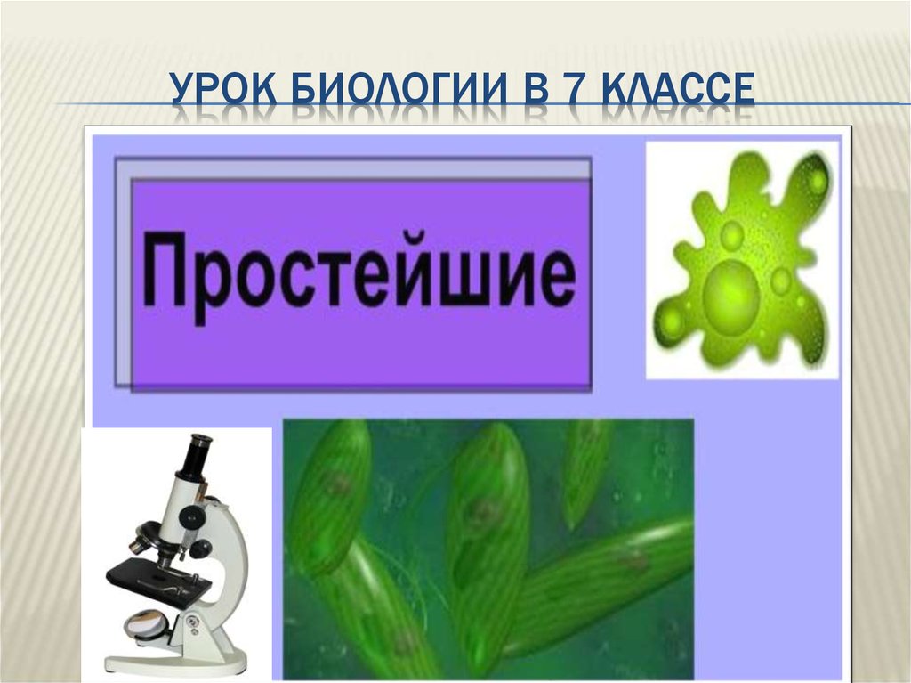 Интересные факты о простейших презентация