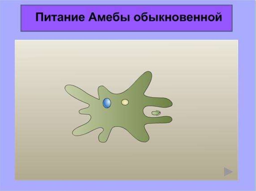 Интересные факты о простейших презентация