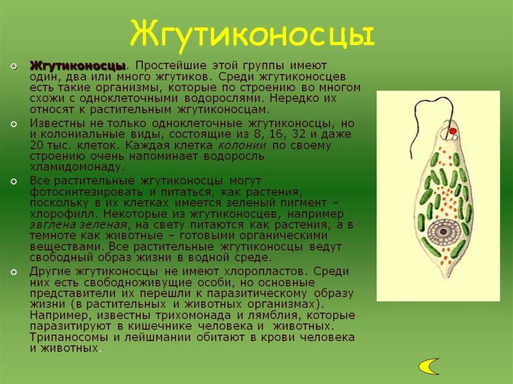 Простейшие определение. Образ жизни и строение жгутиконосцев. Класс растительные жгутиконосцы представители. Образ жизни жгутиковых. Растительные жгутиконосцы строение.