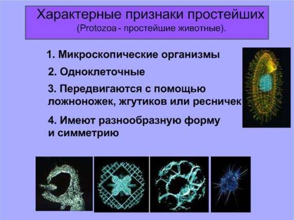 Интересные факты о простейших презентация