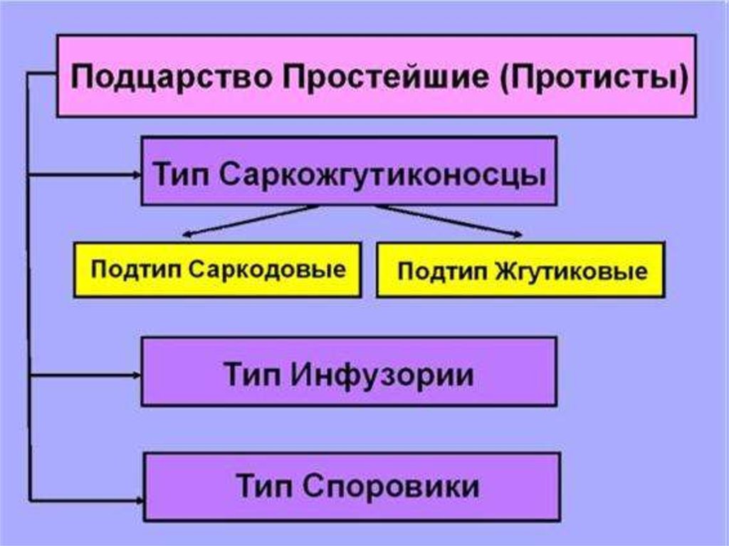 Подцарство простейшие презентация