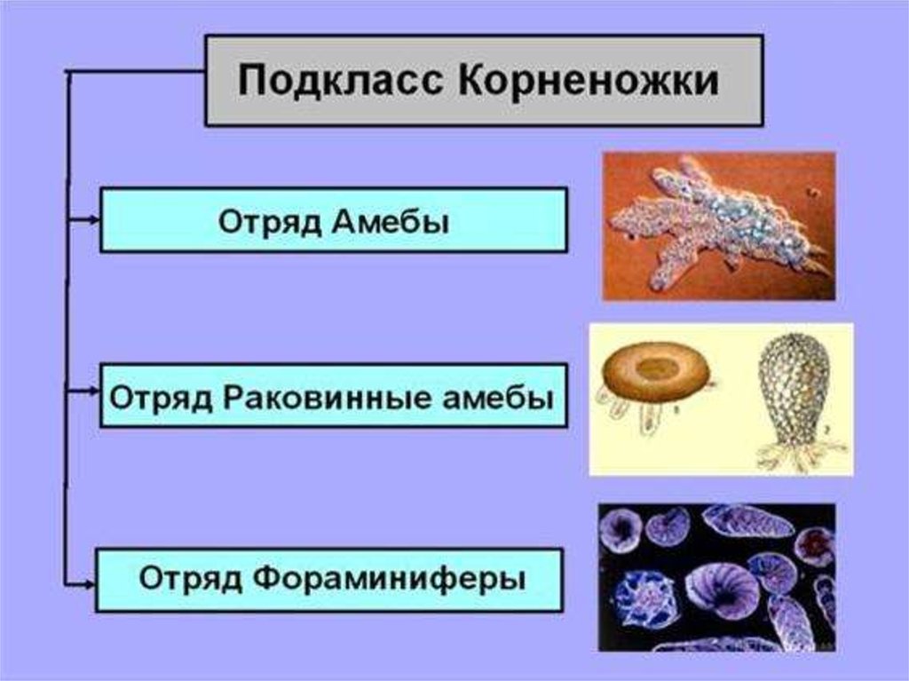 Тип простейшие презентация