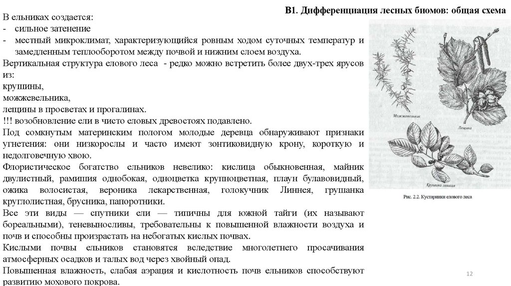 Условия формирования елового леса. Влажность в еловом лесу сильная или слабая.