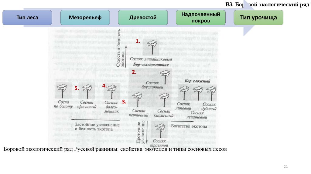 Тип рядом. Боровой экологический ряд. Типы урочищ. Схема Борового экологического ряда сосняков. Боры 3,5 месяца ланграсы.