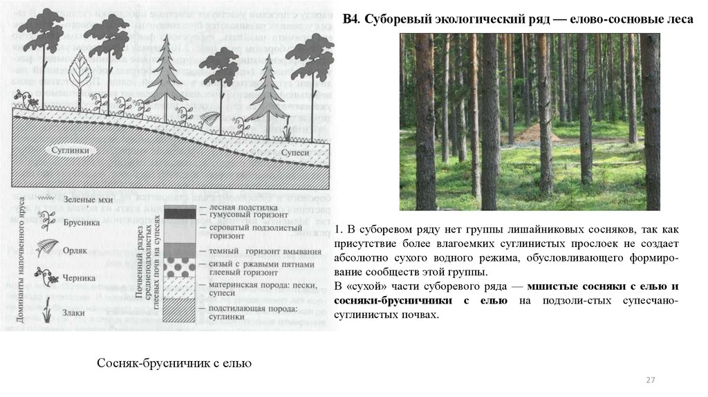 Лесной ландшафт презентация