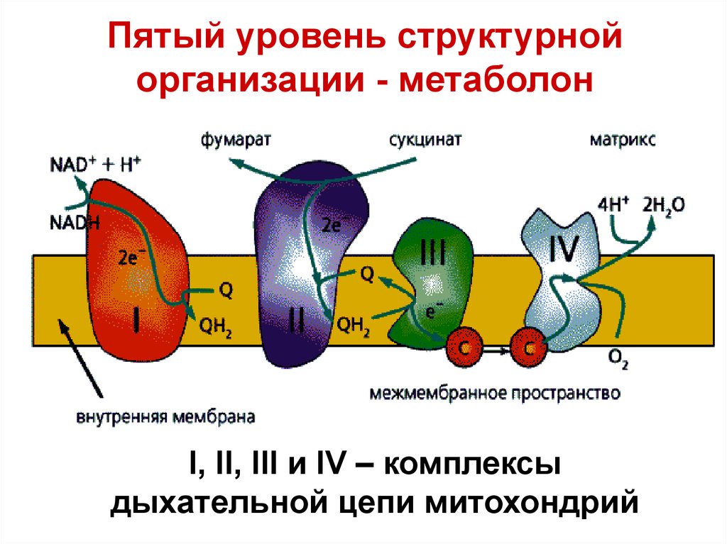 Белок митохондрии. Структурная организация митохондриальной дыхательной цепи. Структурная организация дыхательной цепи митохондрий биохимия. Ферментные комплексы дыхательной цепи. Структурная организация дыхательной цепи митохондрий.