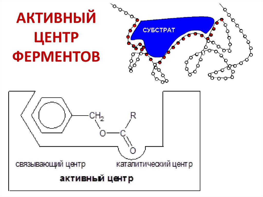 Центры белков. Активный каталитический центр фермента. Активный центр биохимия. Строение активного центра биохимия. Строение активного центра ферментов биохимия.