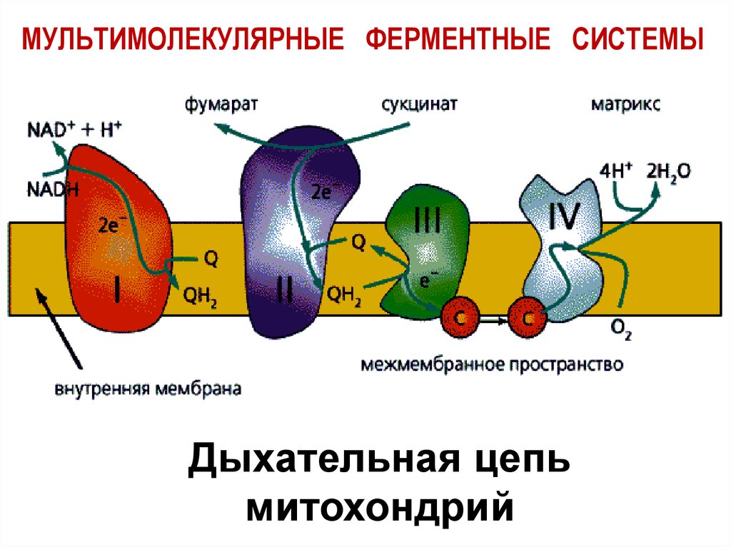 Биохимия мембран. Дыхательная цепь митохондрий биохимия. Ферментативная функция мембраны. Схема структура дыхательной цепи митохондрий. Схема дыхательной цепи митохондрий биохимия.