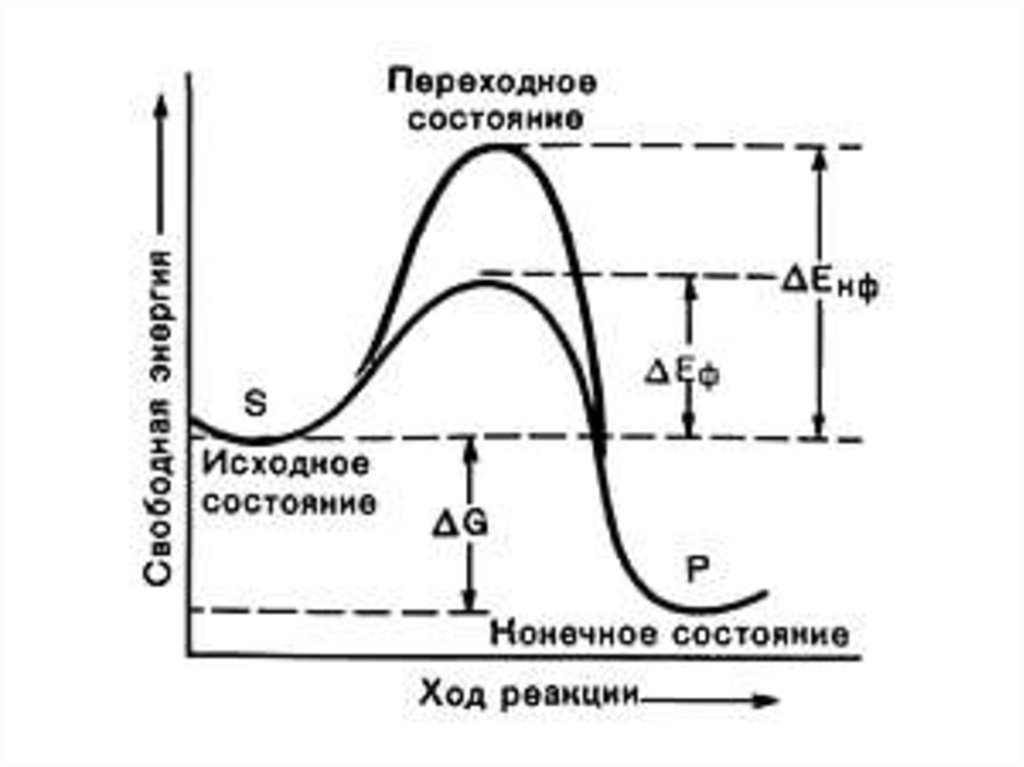 Свободные реакции. Энергетический барьер ферментативной реакции. Свободная энергия ферментативной реакции. Энергия активации ферментов. График энергии активации биохимии.