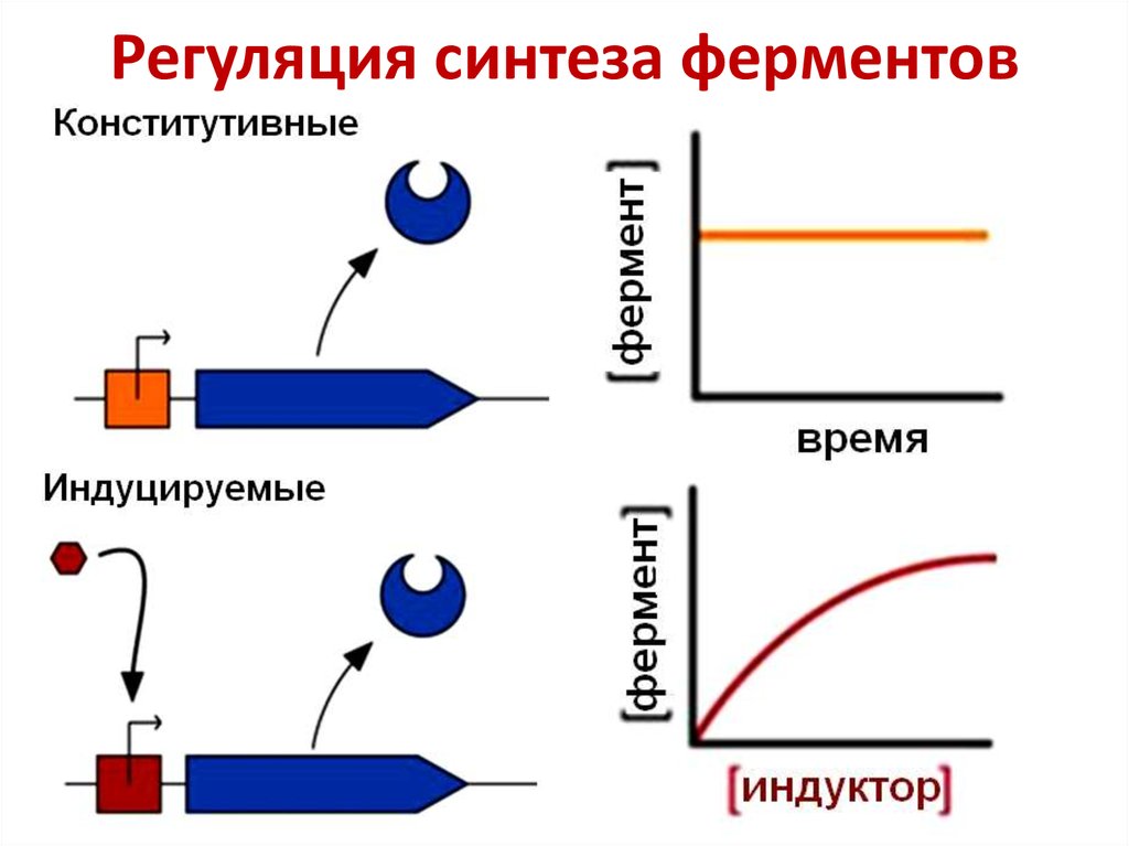 Регуляция активности ферментов презентация