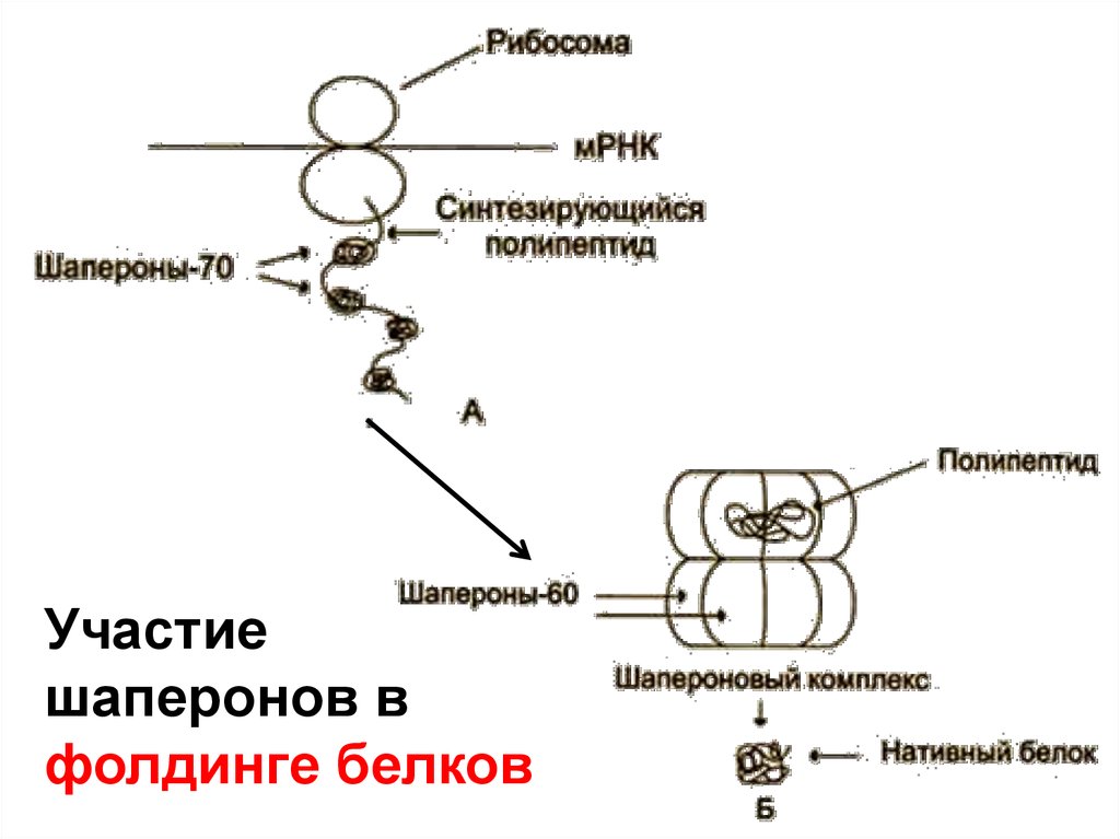 Синтезирующийся полипептид