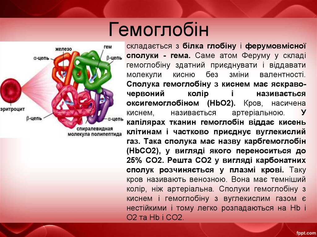 Гемоглобин образуется в результате. Белковая часть гемоглобина представлена. Гемоглобин и его функции. Альфа и бета цепи гемоглобина. Гемоглобин формула общая.