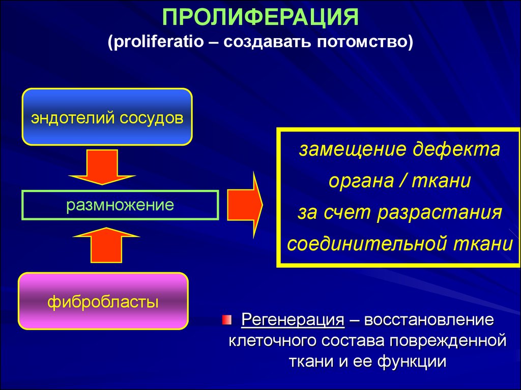 Пролиферация это простыми словами