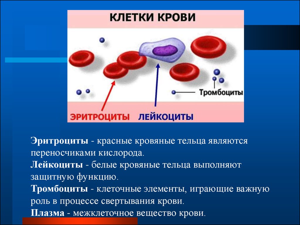 Кровь на б клетки. Строение и функции эритроцитов лейкоцитов тромбоцитов. Лейкоциты тромбоциты эритроциты кратко. Строение клетки эритроциты лейкоциты тромбоциты. Строение и функции клеток крови клетки лейкоциты.