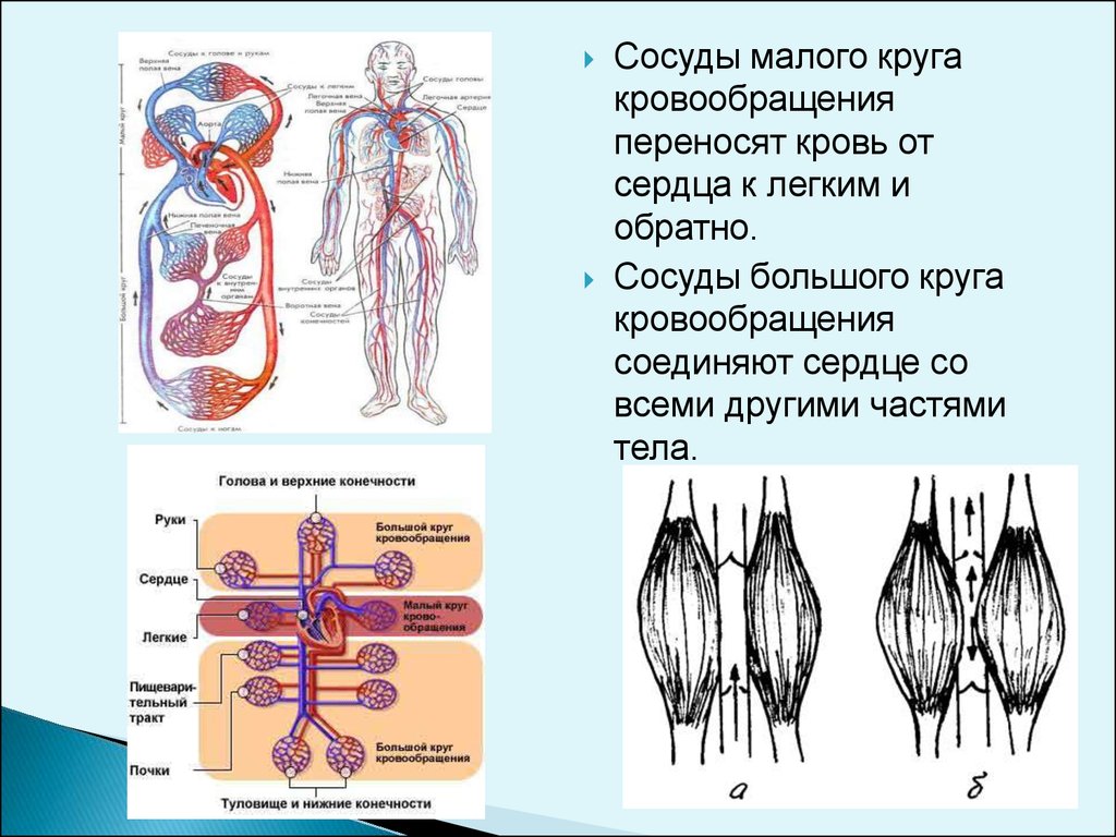 Сосуды малого круга кровообращения. Малый круг кровообращения сосуды. Вены малого круга кровообращения. Малый круг кровообращения сосуды малого круга. Артерии малого круга кровообращения.