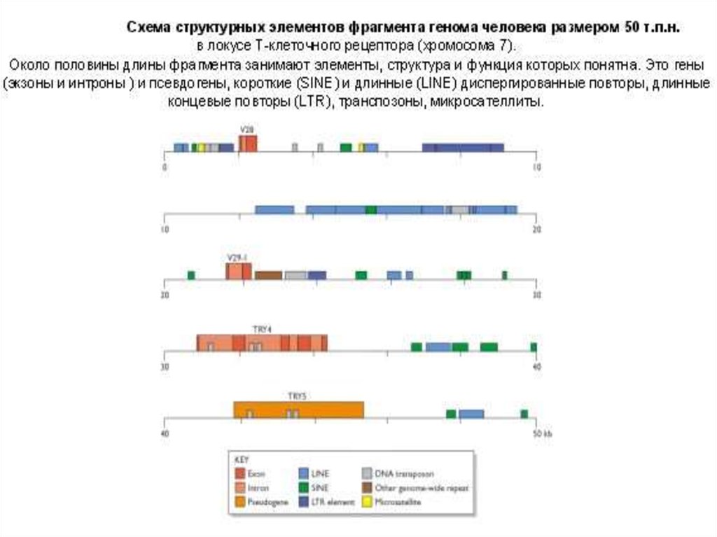 Короткий гена. Схема редактирования генома. Классификация генома человека. Геном человека схема. Структурные элементы генома человека.