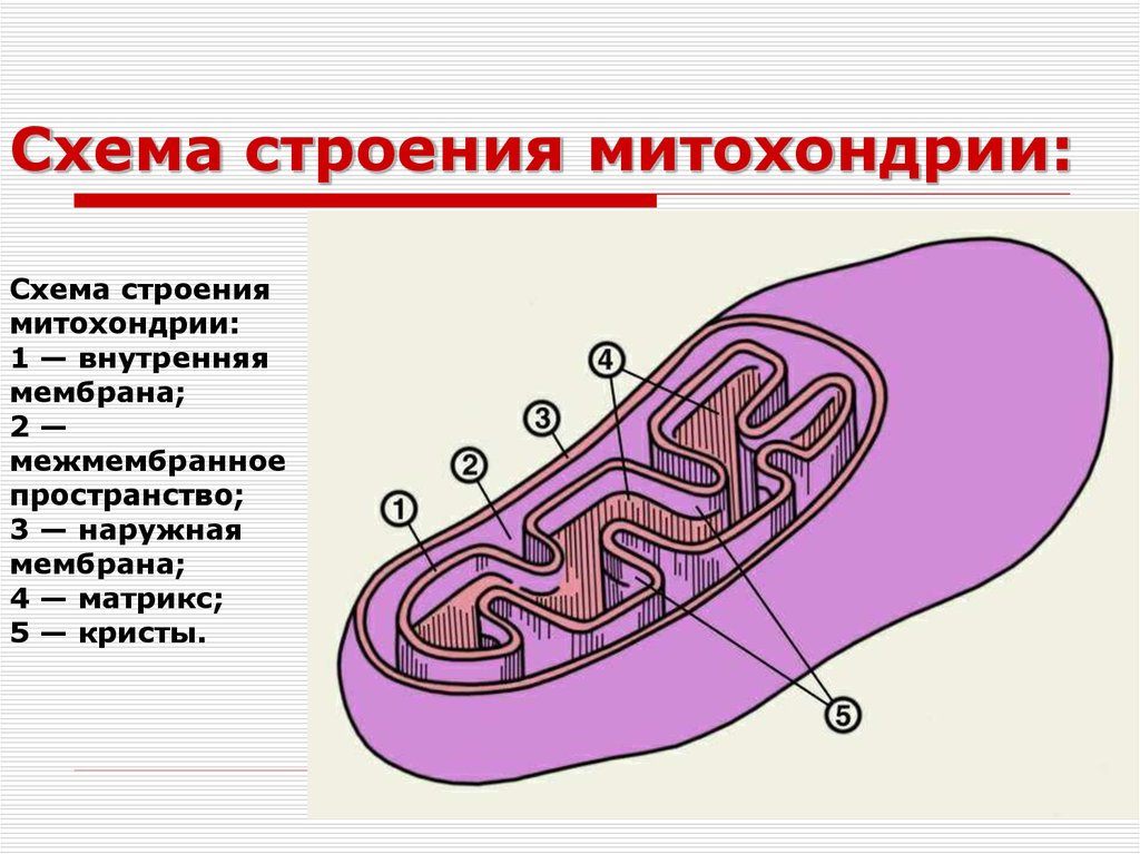 В каких клетках содержится митохондрия. Строение митохондрии рисунок. Ультрамикроскопическое строение митохондрий. Внутреннее строение митохондрии. Состав и строение митохондрии.