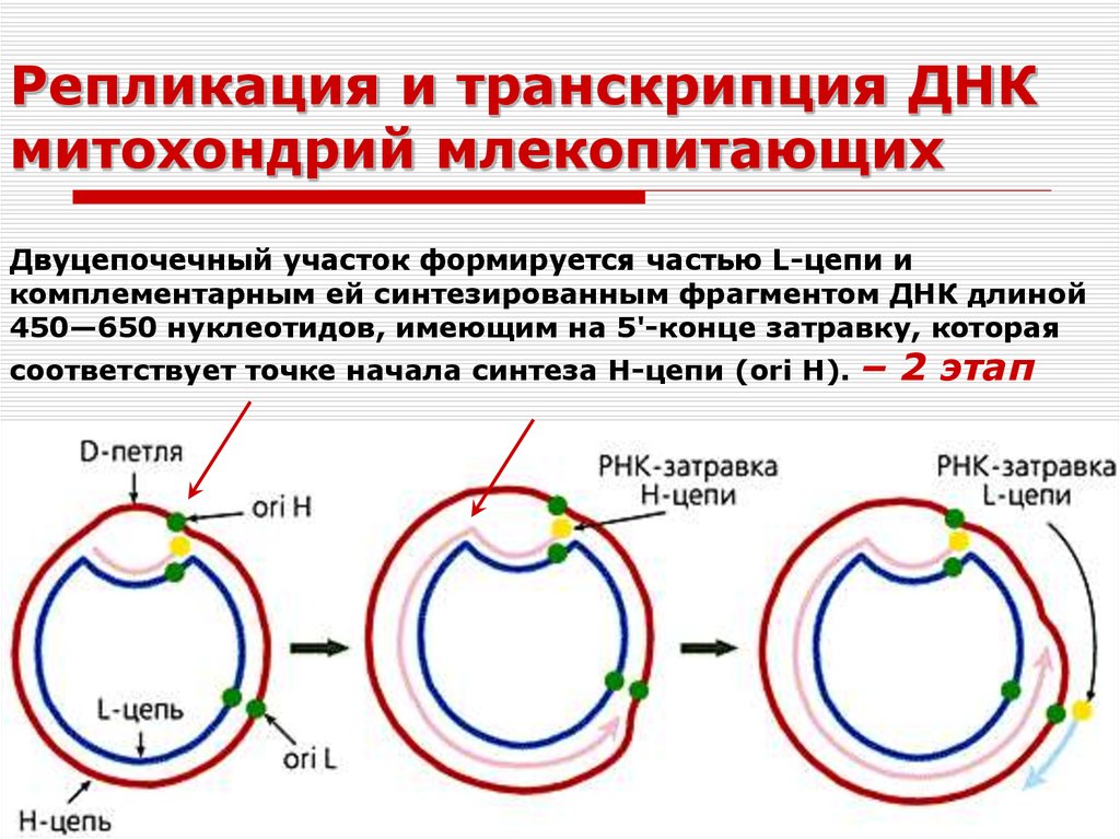 Кольцевая хромосома в митохондриях. Репликация митохондриальной ДНК. ДНК полимераза репликация ДНК. Гены митохондриальной ДНК. Репликация и транскрипция ДНК.