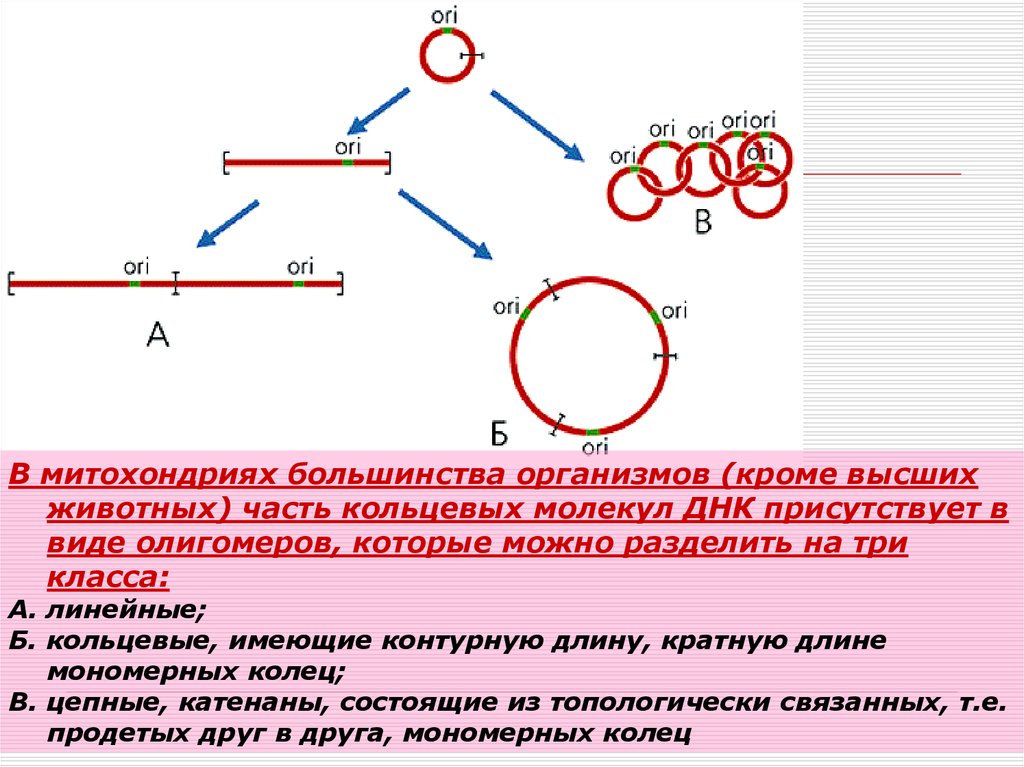 Совокупность генов определенного организма. Кольцевая молекула ДНК В митохондриях.