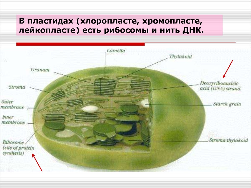 Митохондриальная ева и y хромосомный адам презентация